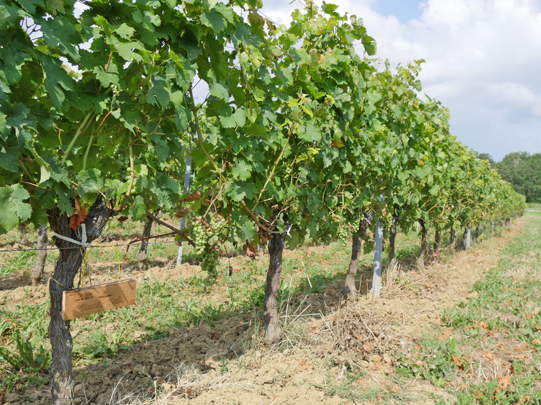 Виноградник на урожай